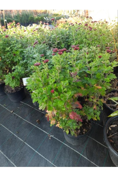 Хризантема Мультіфлора - 5л/вис.30-40см/Ø20-25см